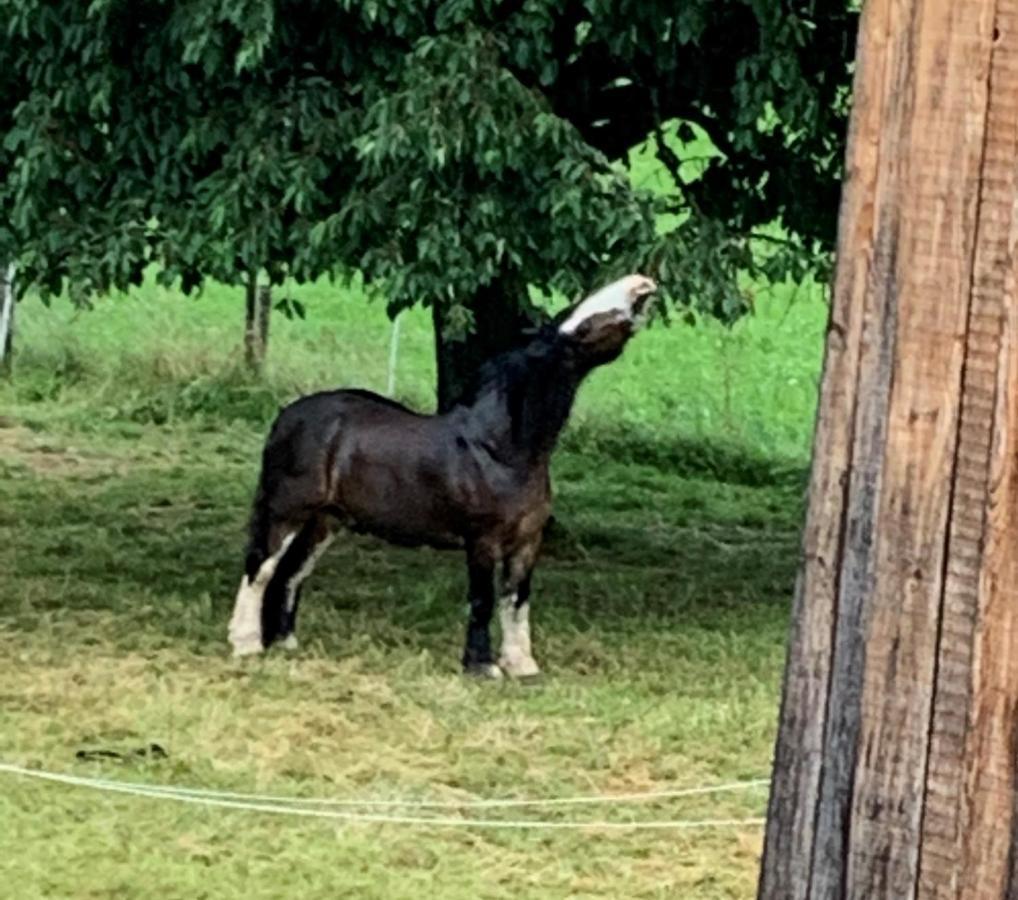 Bed and Breakfast Au Pre Des Chevaux Chateau-d'Oex Exterior foto